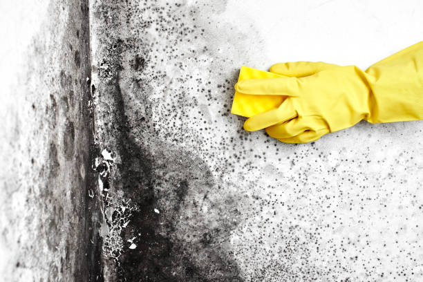 Best Biohazard Mold Removal  in Bayonne, NJ
